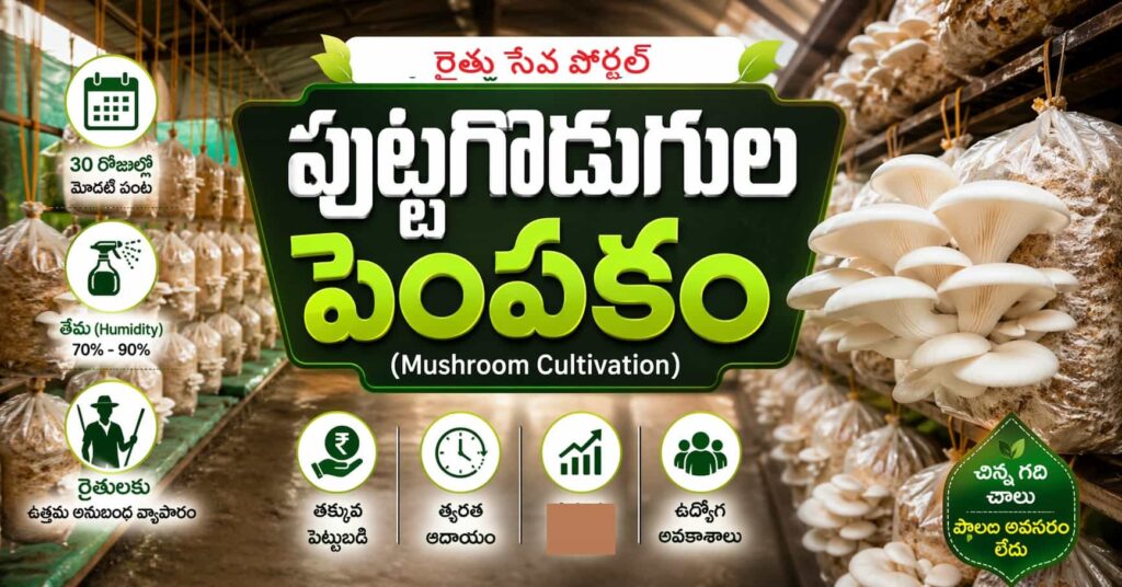 Mushroom Cultivation in Telugu – indoor oyster mushroom farming shed with hanging grow bags, fresh white mushroom clusters, humidity and 30 days growth icons, Telugu agriculture feature image